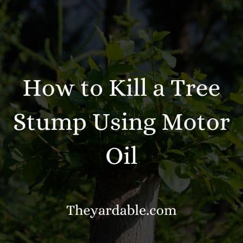 how to kill tree stumps with motor oil