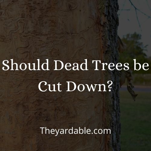 should dead trees be cut down thumbnail