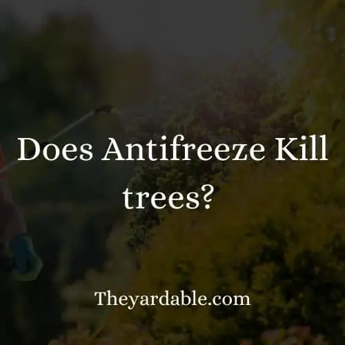 does antifreeze kill trees thumbnail