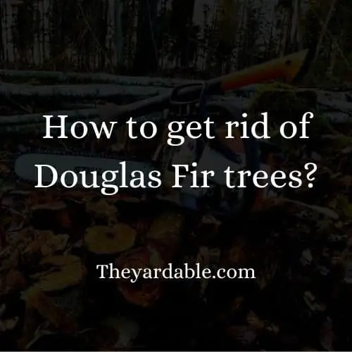 how to kill douglas fir tree thumbnail
