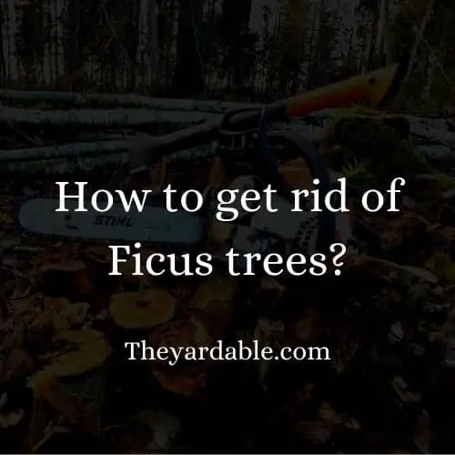 how to kill ficus tree thumbnail