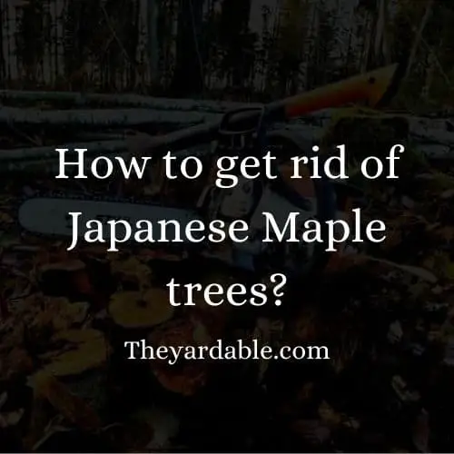 how to kill Japanese maple tree thumbnail