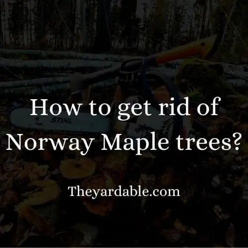 how to kill norway maple tree thumbnail