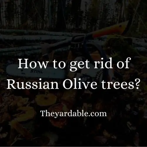 how to kill russian olive tree thumbnail