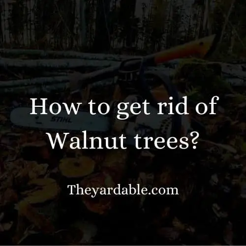 how to kill walnut tree thumbnail