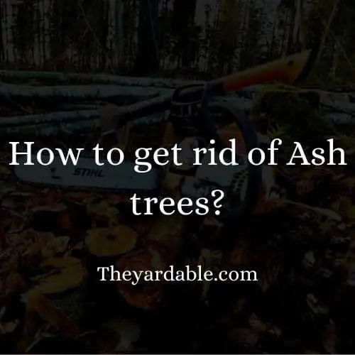 how to kill ash tree thumbnail