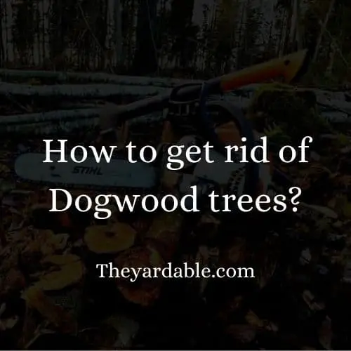 how to kill dogwood tree thumbnail