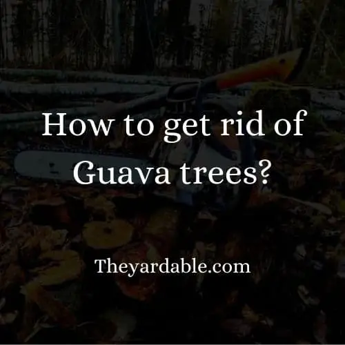 how to kill guava tree thumbnail
