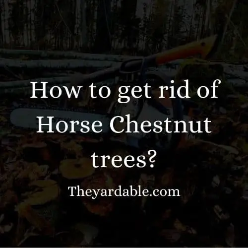 how to kill horse chestnut tree thumbnail