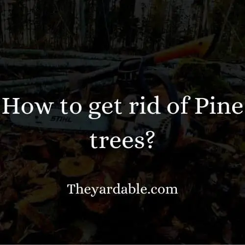 How To Kill Pine Trees Thumbnail 