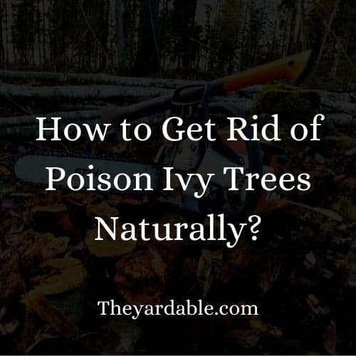 how to kill poison ivy tree naturally thumbnail