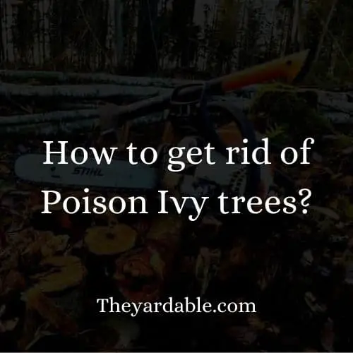 how to kill poison ivy tree thumbnail