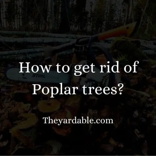 how to kill poplar tree thumbnail