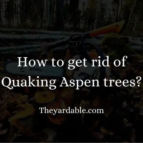 how to kill quaking aspen tree thumbnail