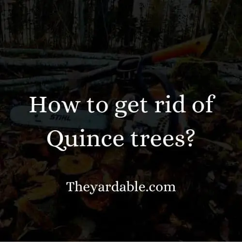 how to kill quince tree thumbnail