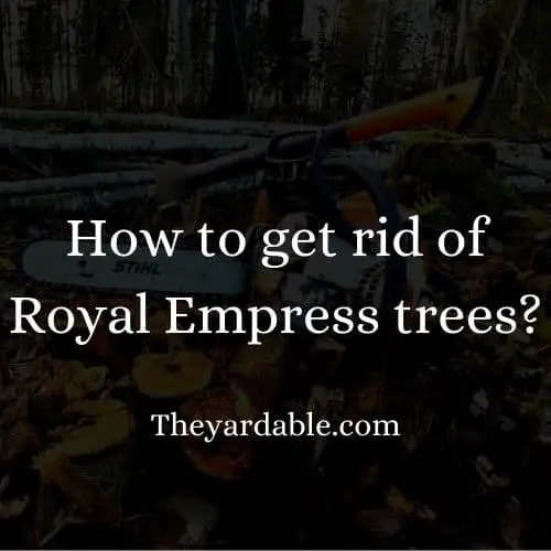 how to kill royal empress tree thumbnail