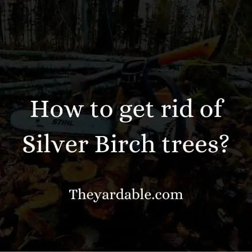 how to kill silver birch tree thumbnail