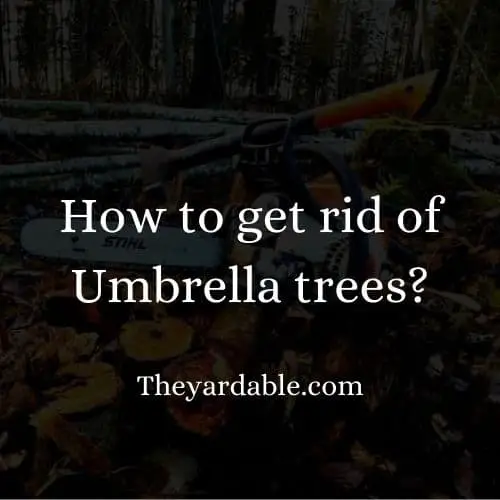 how to kill umbrella tree thumbnail
