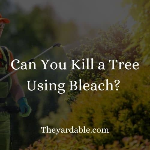 killing a tree using bleach thumbnail