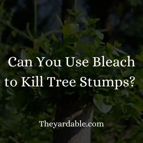 Can you use bleach to kill tree stumps thumbnail