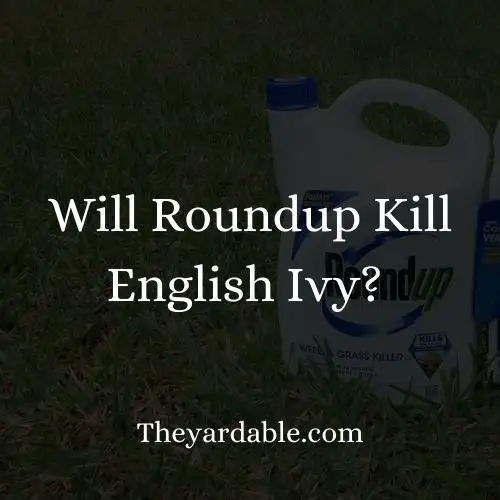 will roundup kill English Ivy thumbnail