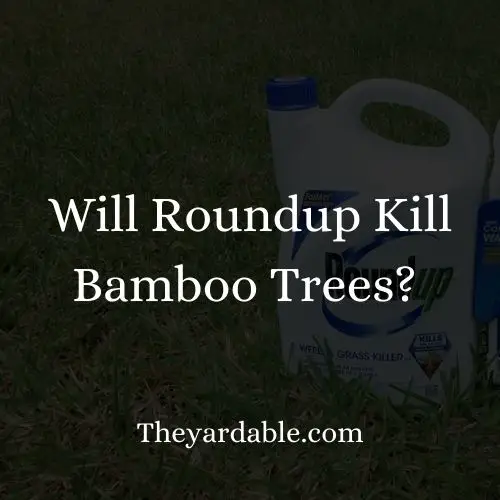 will roundup kill bamboohumbnail