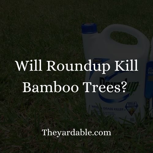 will roundup kill bamboohumbnail