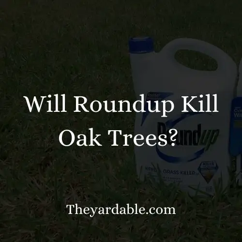 will roundup kill Oak trees thumbnail