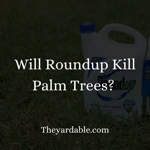 Will Roundup Kill Palm Trees? 