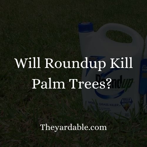 will roundup kill palm thumbnail