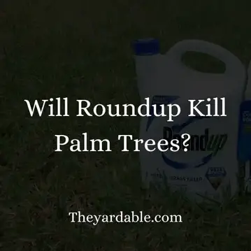 Will Roundup Kill Palm Trees Theyardable, Does Roundup Kill Trees And Bushes