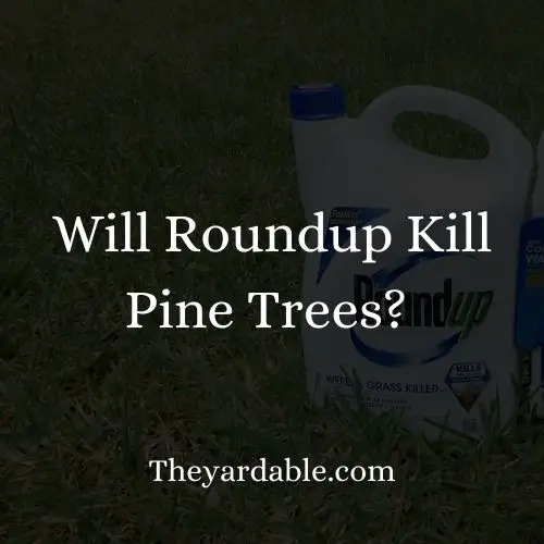 will roundup kill pine thumbnail