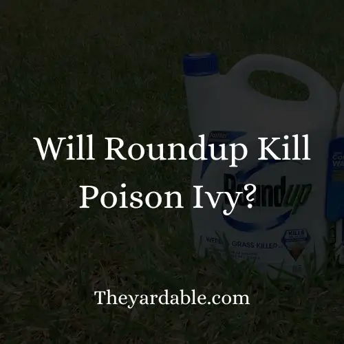 will roundup kill poison ivythumbnail