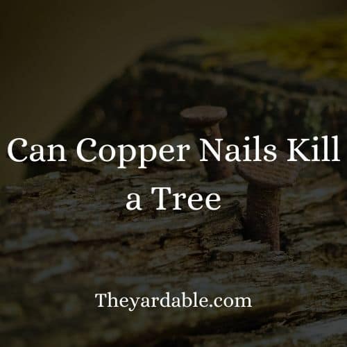 can copper nails be used to kill a tree