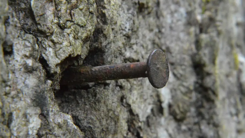 Zoom on a copper nail in a tree
