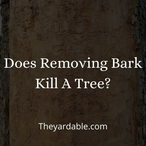 ringbarking grridling kill a tree
