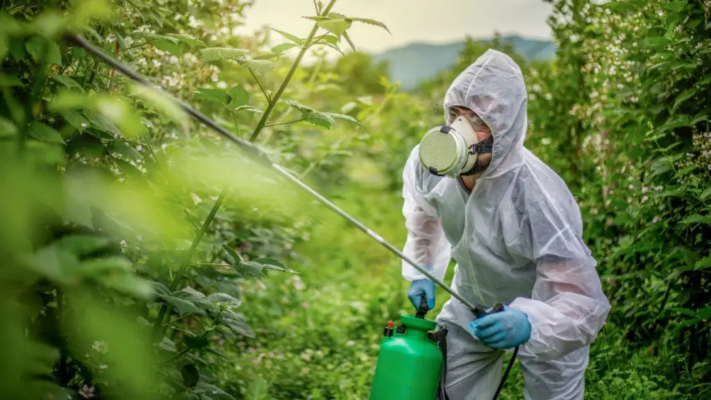 Man in white protective suit and mask spraying plants to kill them