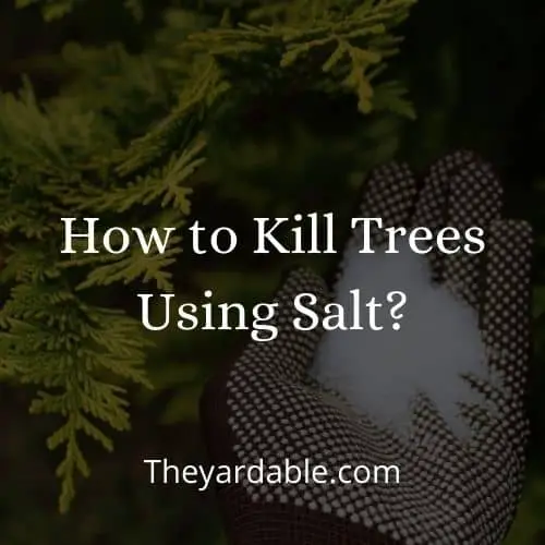 killing trees with salt and how to