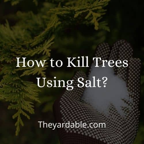 killing trees with salt and how to