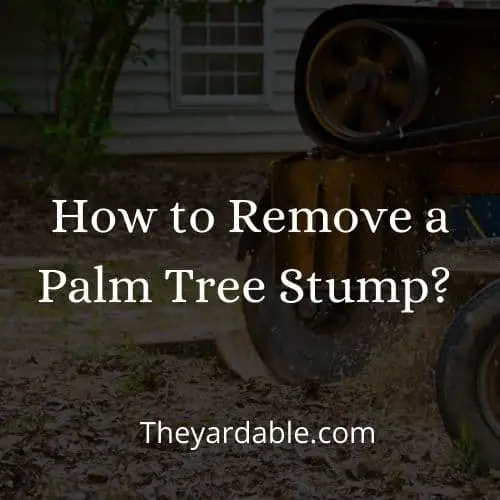 stump grinder remove palm tree thumbnail