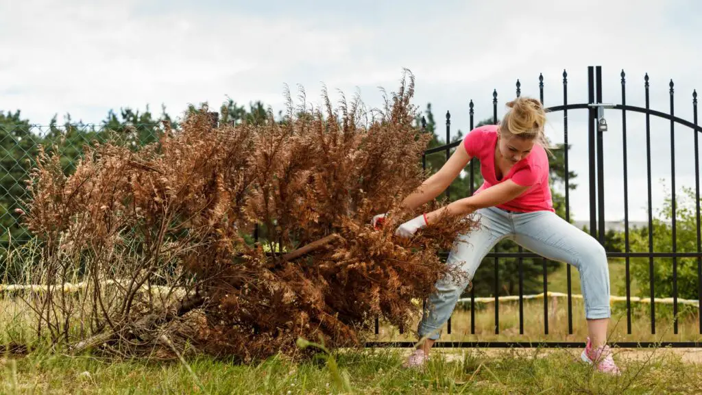 Woman pulling a dead tree