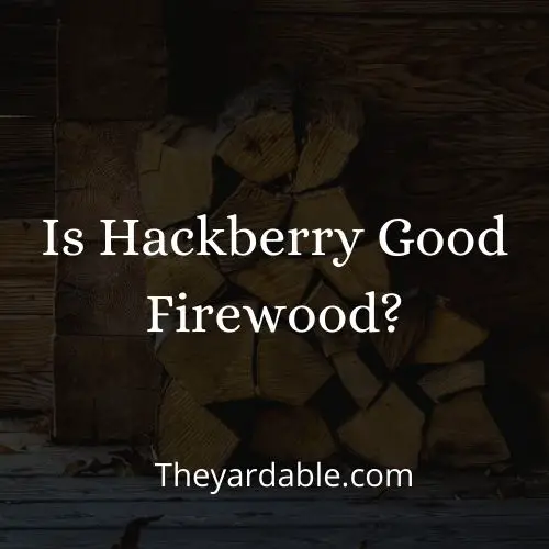 is hackberry good firewood thumbnail