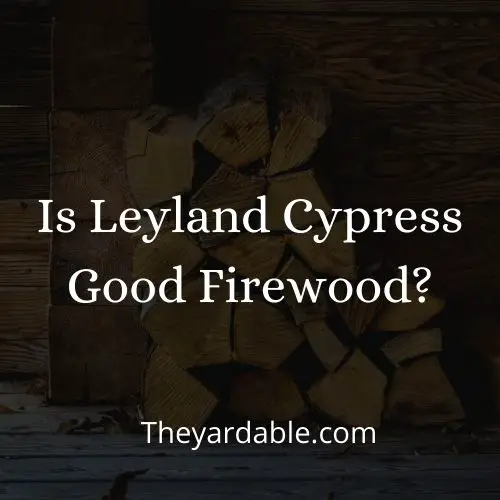 Is Leyland Cypress Good Firewood? - Theyardable