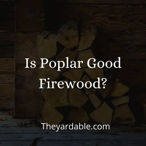 is poplar good firewood thumbnail