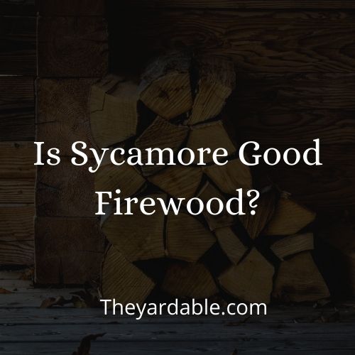 is sycamore good firewood thumbnail