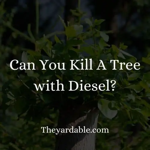 killing trees with diesel thumbnail