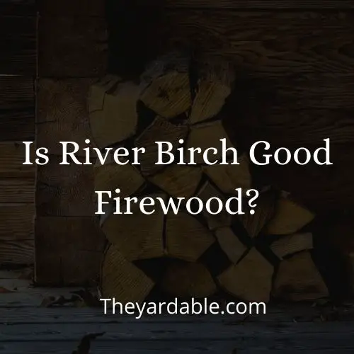 is river birch good as firewood