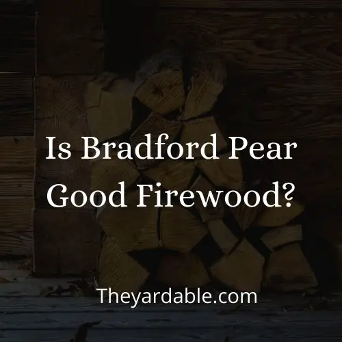 is bradford pear good as firewood