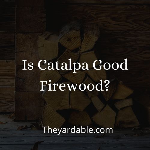 catalpa firewood thumbnail