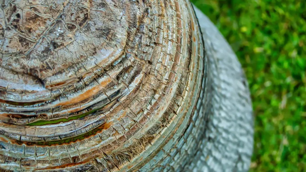close up of a palm tree stump